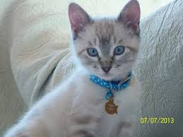 0:25 thai dee maew cattery 25 просмотров. Siamese Orientals Cats Lilac Point Seal Tabby Silver Siamese Seal Point Flame Point Balinese And Tonkinese Puppies And Kitties Siamese Cats Cats