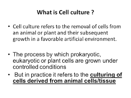 Check spelling or type a new query. Lec 15 Animal Cell Lines And Culturing Ppt Video Online Download