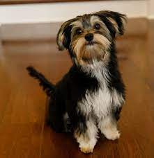 Black and white yorkie mix. Black And White Morkie Did You Know The Appearance Of A Morkie Is Not Predictable Read More Here Morkie Dogs Maltese Yorkie Mix Maltese Yorkie Puppy