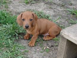 An adult, slightly older dog is potty trained, well behaved, won't chew everything up and is civilized. Dachshunds Puppies For Sale Minnesota