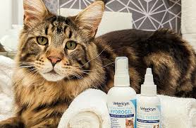 Image result for Feline Miliary Dermatitis