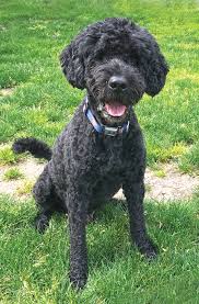 Some dogs will have a short span of happy days after their cancer diagnosis. Hemangiosarcoma In Dogs Whole Dog Journal
