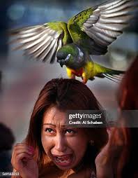 80 Laura Lazaro Stock Photos, High-Res Pictures, and Images