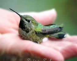 Bird In Hand Marketplace Browse Unique Items From Sighttosoul On Etsy A Global Marketplace Of Handmade Vintage And Creative Goods Hummingbird Photos Hummingbird Pictures Bird Lovers