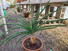 Image result for Boophone