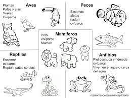 Resultado De Imagen Para Animales Viviparos Y Oviparos Para Colorear Vertebrados E Invertebrados Animales Viviparos Caracteristicas De Los Animales