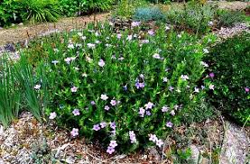Image result for Vandellia humilis