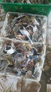 Kepiting Rajungan Fresh Di Lapak Aneka Hasil Laut Bukalapak