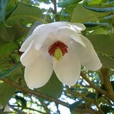 Image result for Rourea thomsonii