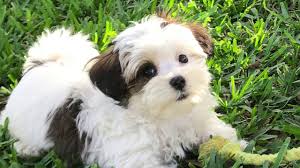 History and original purpose of the maltipoo. Gorgeous Party Maltipoos In Florida Micheline S Pups Youtube