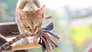 Normal nail biting in cats: Why Do Cats Bite How To Stop Your Cat Biting You Purina