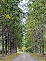 Check spelling or type a new query. Planting An Allee Of Pin Oaks The Martha Stewart Blog