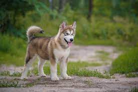 The alaskan malamute is a large breed of dog that was originally bred for their strength and endurance to haul heavy freight as a sled dog and hound. Alaskan Malamute Charakterystyka Zachowanie Tresura Choroby