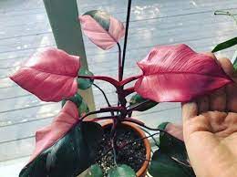 How To Grow The Enormously Popular Philodendron Pink Princess It Is Easy To Grow But You Must Know How To Ma Lily Plant Care Variegated Plants Hibiscus Plant