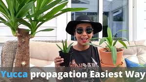 If you have a yucca plant and you need more information on how. Fixing Heavy Leaning Yucca Plant Repotting And Dividing Big Yucca Plant Youtube