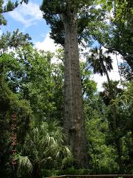Thetreecenter.com has been visited by 10k+ users in the past month Saying Goodbye To The Senator American Forests