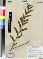 Image result for Aristolochia hockii