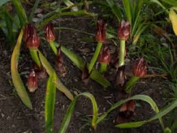 Image result for Scadoxus membranaceus