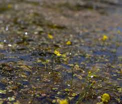 Image result for Utricularia gibba