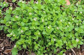 Sesuai namanya, jenis rumput gajah mini adalah varian jenis rumput gajah yang berukuran lebih kecil. Rumput Di Taman Keterangan Dan Gambar Rumpai Pengeluaran Tanaman