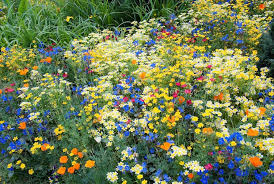 Cookpot Id Photo Of A Patch Of Wildflowers In Bee Nice Or Go Away Purple Flowers Garden Wild Flowers Flower Seeds