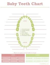 Baby Book Print Outs Growth Chart Baby Books Tooth Chart