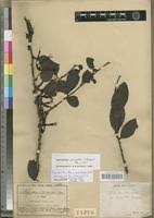 Image result for Agelanthus krausei