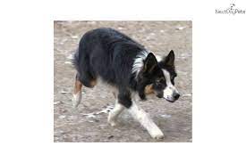 Super Cute Boy Puppies Collie Puppies For Sale Collie Puppies