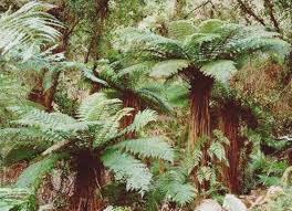 Image result for Cyathea capensis