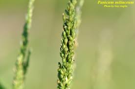 Image result for Panicum miliaceum