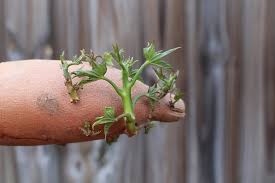 If you eat them fresh out of the ground you may be disappointed. How To Grow Sweet Potatoes From Slips My Little Green Garden