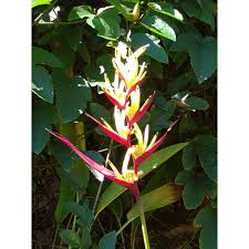 Pisang pohon tanaman alam buah hijau daun tropis makanan. Tanaman Hias Heliconia Bunga Pisang Hias Minim Order 6 Pohon Shopee Indonesia