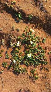 Image result for Ipomoea stolonifera