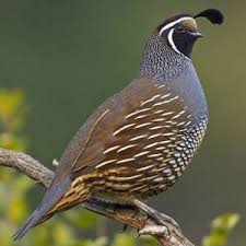 Birds That Start With The Letter Q Handprint Alphabet Q Is For Quail Birds Game Birds Quail