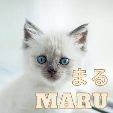 Japan absolutely loves cats as a nation, in fact they have been known to worship aya: 100 Cute Japanese Cat Names For Your Pet Pethelpful By Fellow Animal Lovers And Experts
