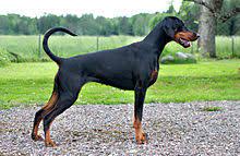 Dobermann Wikipedia