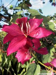 To assist you in finding the appropriate permitting information for your business, the calgold database provides links and contact information that direct you to agencies that administer and issue business permits, licenses and registration requirements from all levels of government. Flowering Trees In Santa Barbara California Joy Us Garden