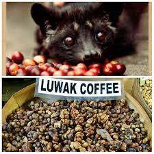 Kopi luwak is made from poop. Hukum Meminum Kopi Luwak Bahagian Hab Halal Jakim Facebook