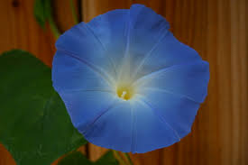 Image result for Ipomoea tricolor