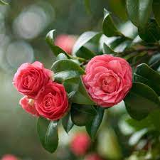 Best winter flowers for pots. 16 Best Winter Flowers Prettiest Flowers That Bloom In Winter
