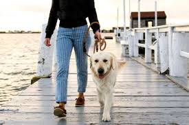 Dog Friendly Newport Ri Find Pet Friendly Hotels Beaches Attractions