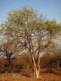 Image result for Maerua angolensis