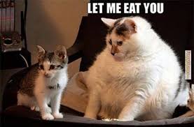 Cat Meme Cat Memes Let Me Eat You Cat Photo Oh My I Eat With My Paw Funny Animal Pictures Funny Animals Funny Bunnies