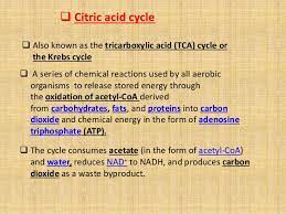 Citric Acid Cycle Overview And Process To Know About