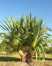 Image result for Pandanus utilis