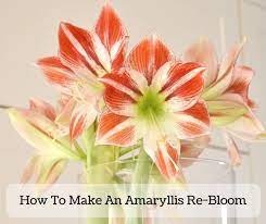 How To Get An Amaryllis To Flower Again Re Bloom Amaryllis Amaryllis Plant Amaryllis Bulbs