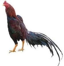 Kartun anak ayam dan kulit telur pita. 29 Gambar Kartun Ayam Jago Psht Gambar Kartun Gambar Kartun Kartun Gambar