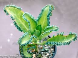 Cuando una persona desea algo es porque ese algo existe y por consiguiente es posible obtenerlo, nuestro subconsciente nos avisa por medio del deseo que ese algo esta a nuestro alcance y que por lo tanto es factible… (según la ley de cactus de aloe). Ojaransin Nature S Cure For Cancer