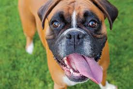 With an energetic dog comes the need for substantial training and control. What To Know About The Boxer Dog Breed