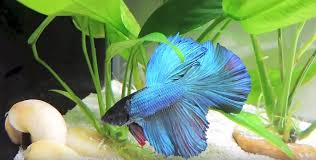 Come join the discussion about breeds, health, behavior, tanks, care, classifieds, and more! How To Take Care Of Your Betta Fish Aquarium Adviser